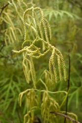 Lycopodium volubile. Close-up of dichotomously divided strobili borne in pairs at the ends of aerial branches.
 Image: L.R. Perrie © Leon Perrie CC BY-NC 4.0